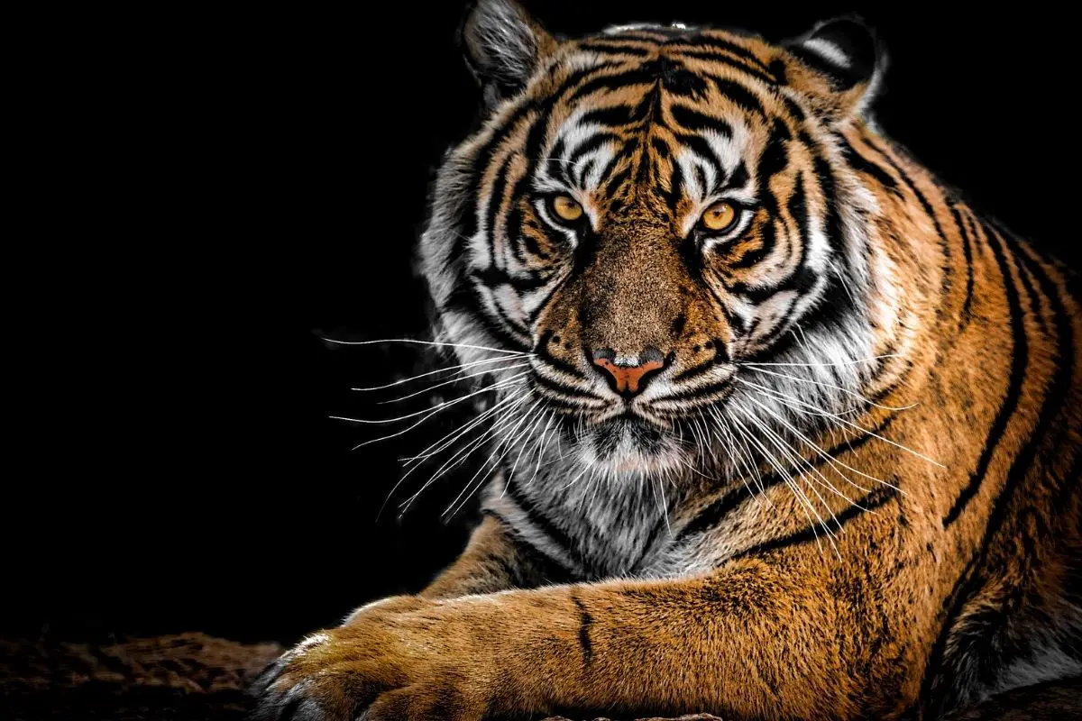Tigers: Symbolism & Meaning (Inc. Spirit, Totem & Power Animal)