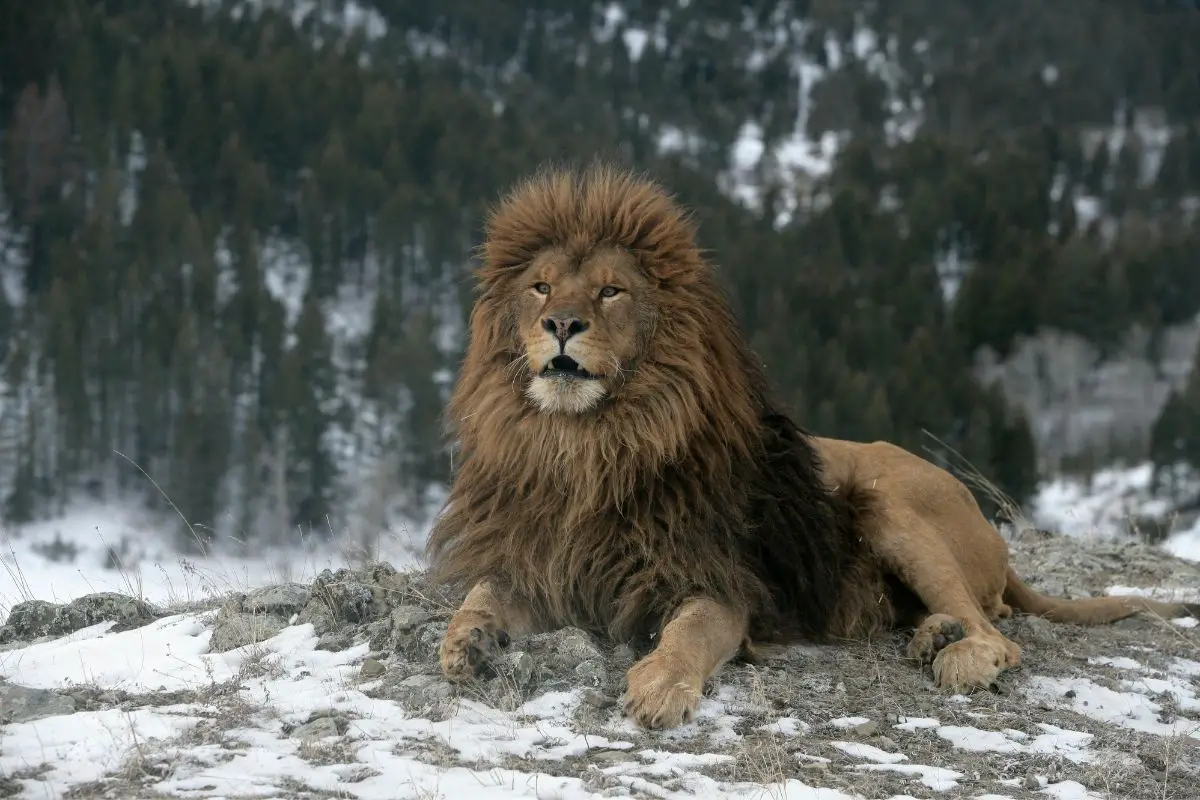 You are currently viewing West African Lions: Everything You Need To Know