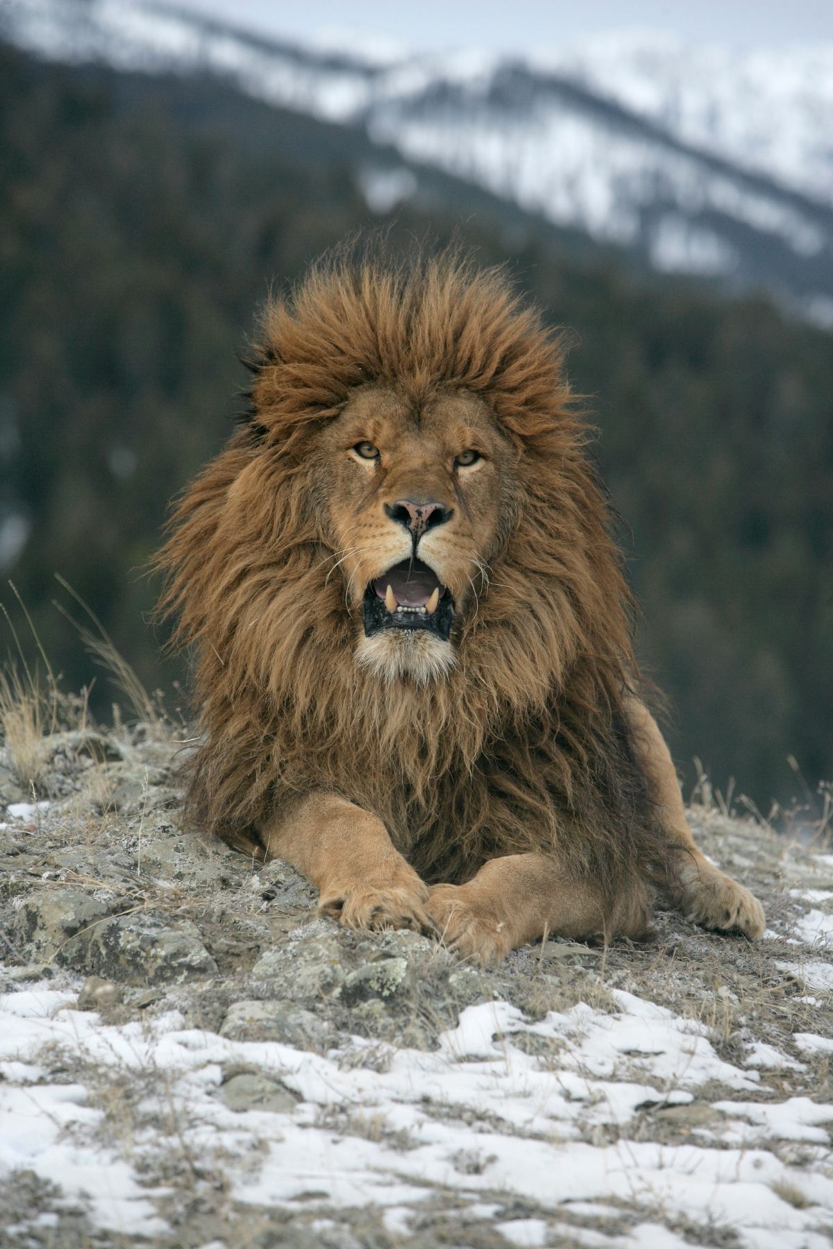 West African Lions