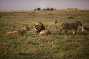 Read more about the article What Animals Are Lions Afraid Of?