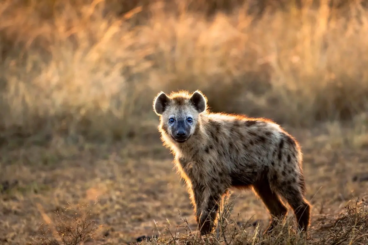 What Animals Are Lions Afraid Of?