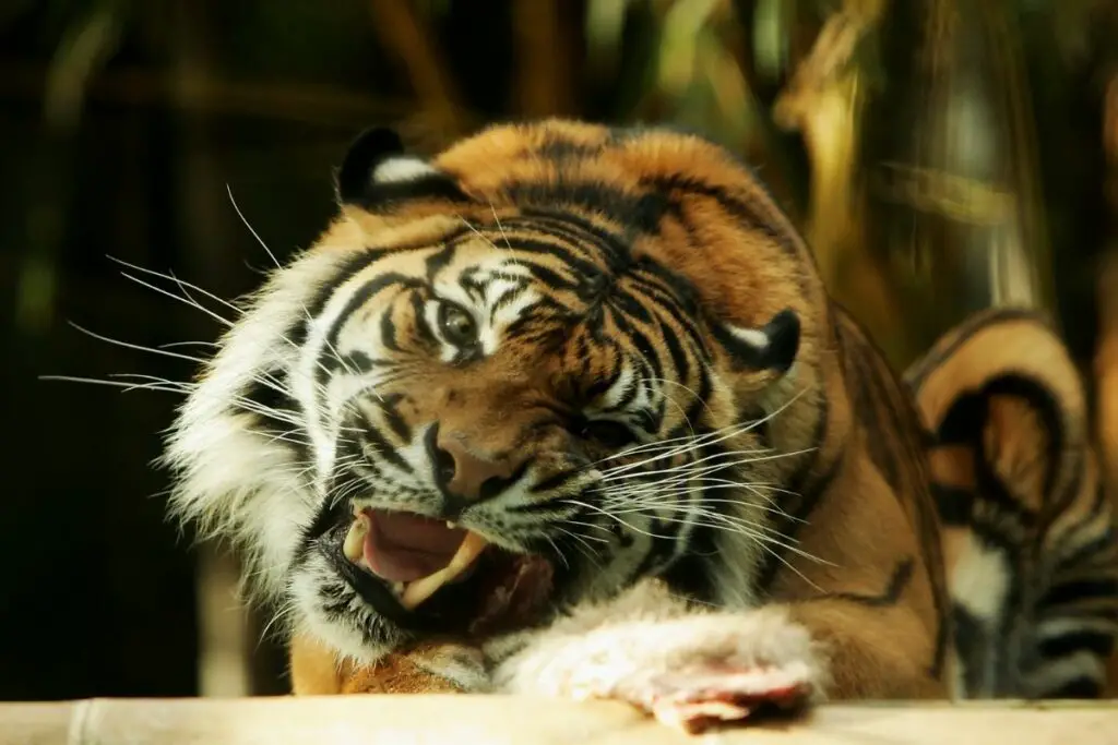 What Do Tigers Eat In The Rainforest (Inc. Bengal Tigers) - Tiger Tribe