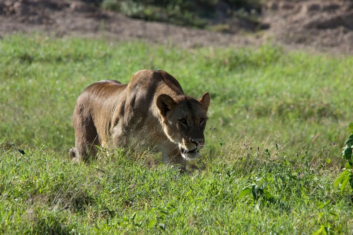 What If The Mountain Lion Is Stalking You?