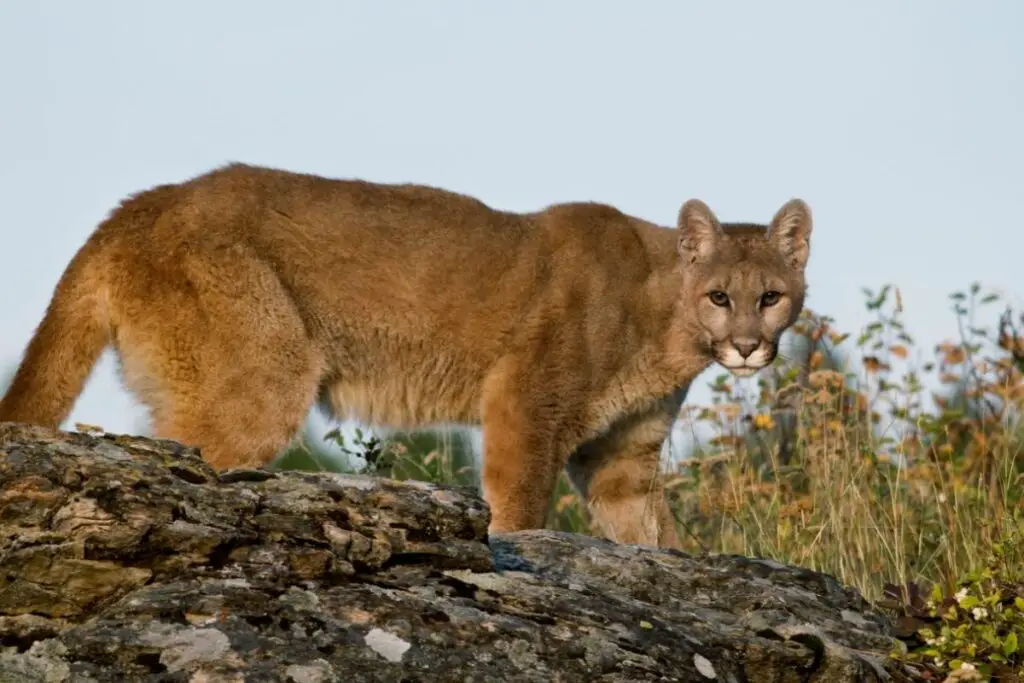 Do Mountain Lions Eat Cats? (The Answer May Surprise You) - Tiger Tribe