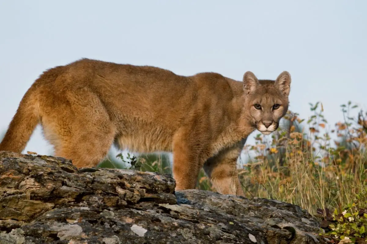 What Mountain Lions Eat