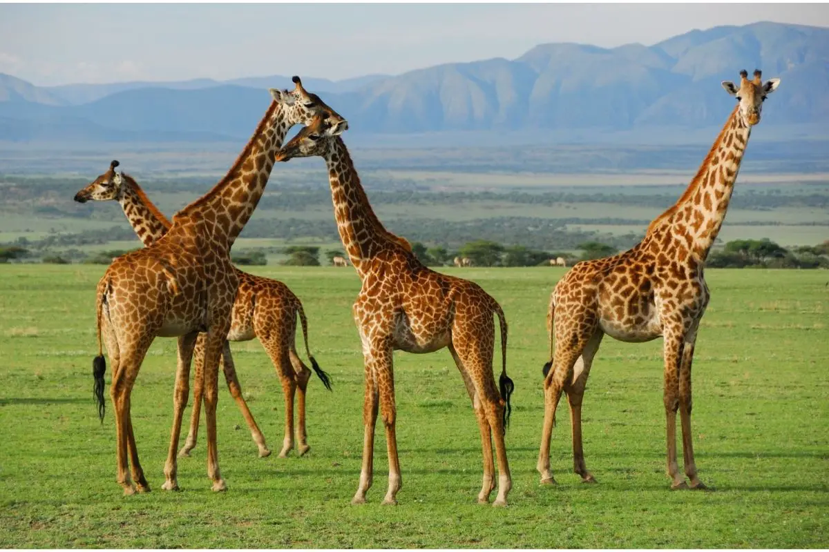 What Other Animals Hunt Giraffes?