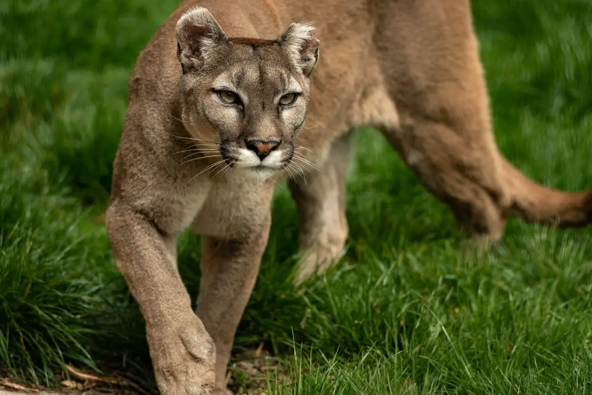 What To Do If A Mountain Lion Is Stalking You (Staying Safe)