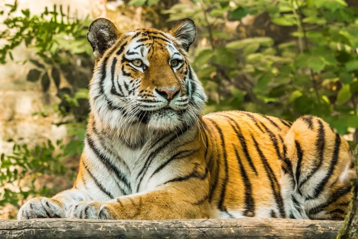 What Will Happen If The South China Tiger Goes Extinct?