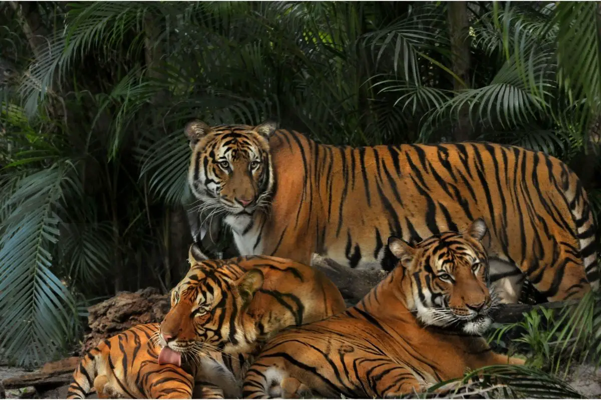 What’s The Difference Between A Malayan Tiger And Other Tigers?