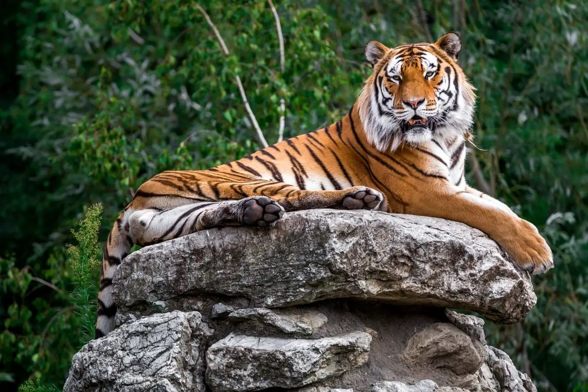 Where Do Tigers Sit On The Food Chain?
