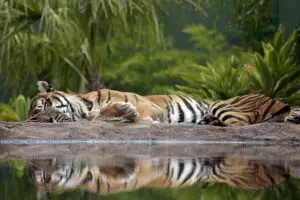 Read more about the article Where Do Tigers Sleep (And How To Do They Sleep)