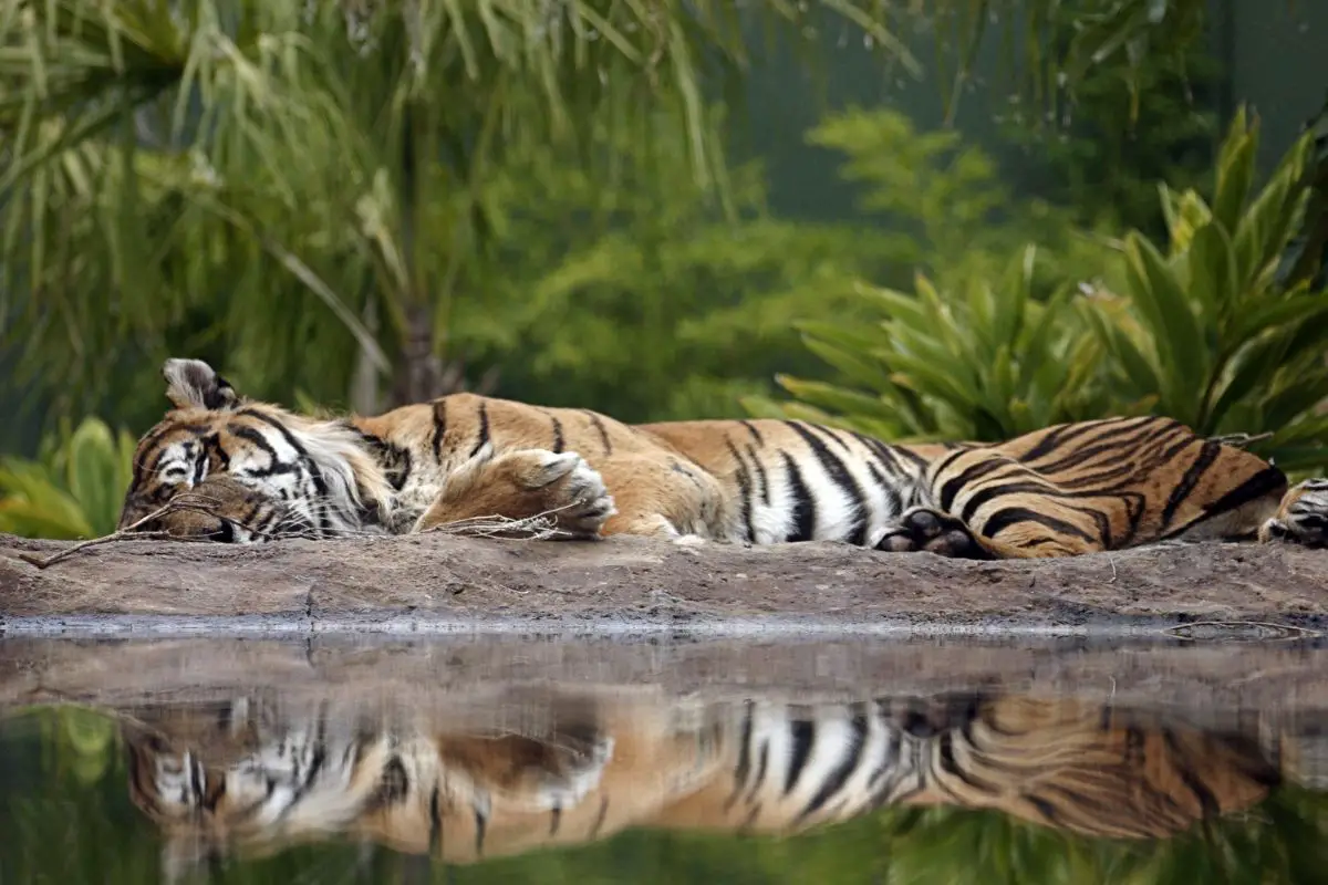 Where Do Tigers Sleep (And How To Do They Sleep)