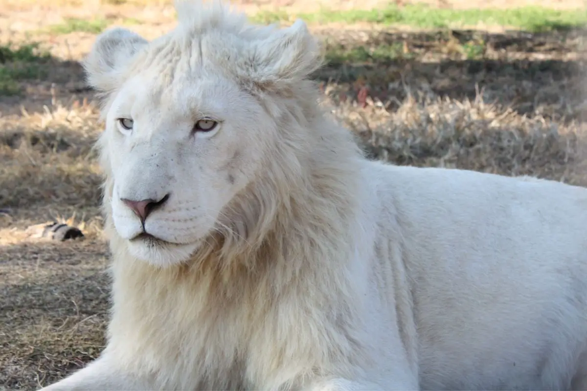 national geographic white lions