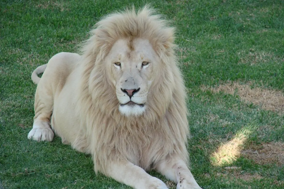 White Lions