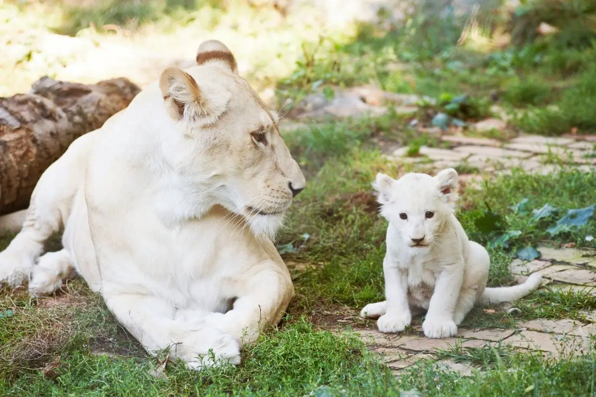 White Lions