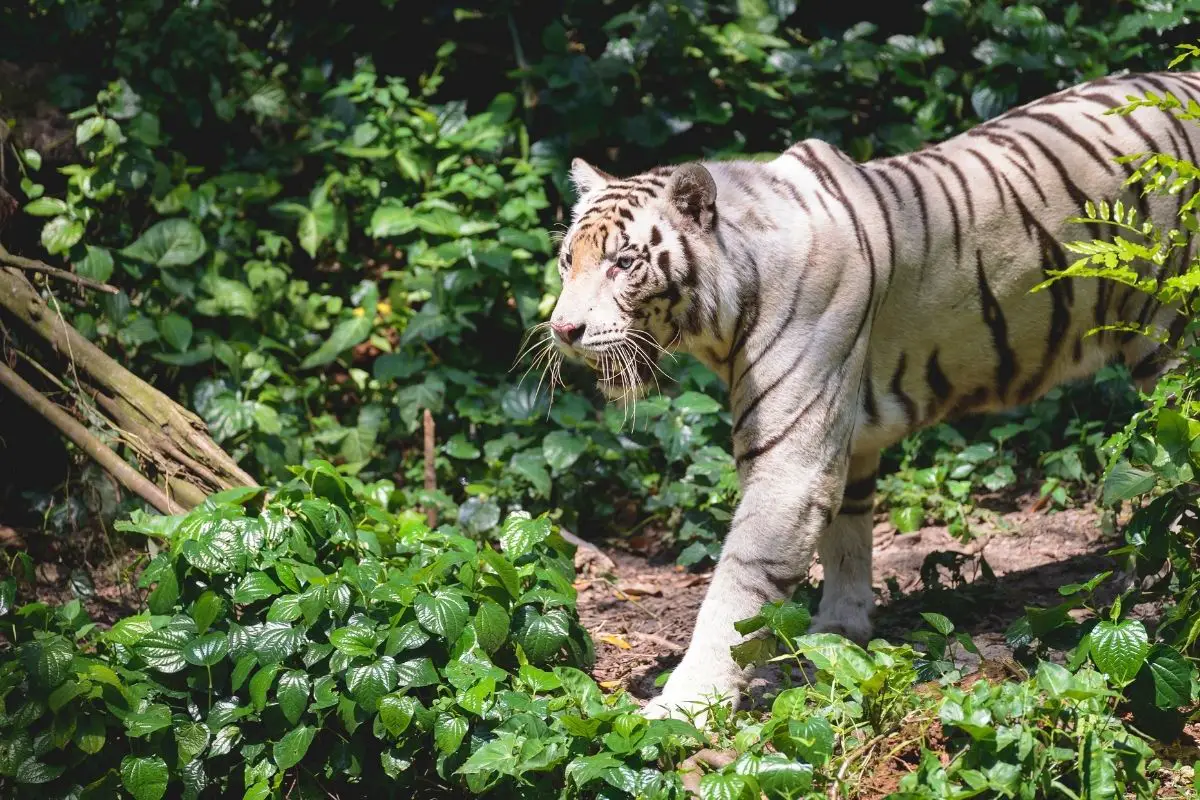 White Tiger Habitat