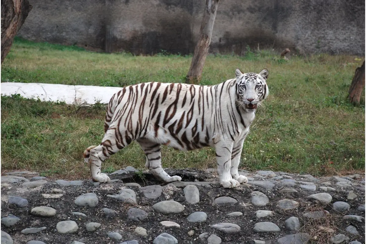 You are currently viewing White Tigers: Everything You Need To Know
