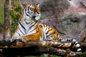 Read more about the article Why Are Tigers Orange? (Interesting Color)