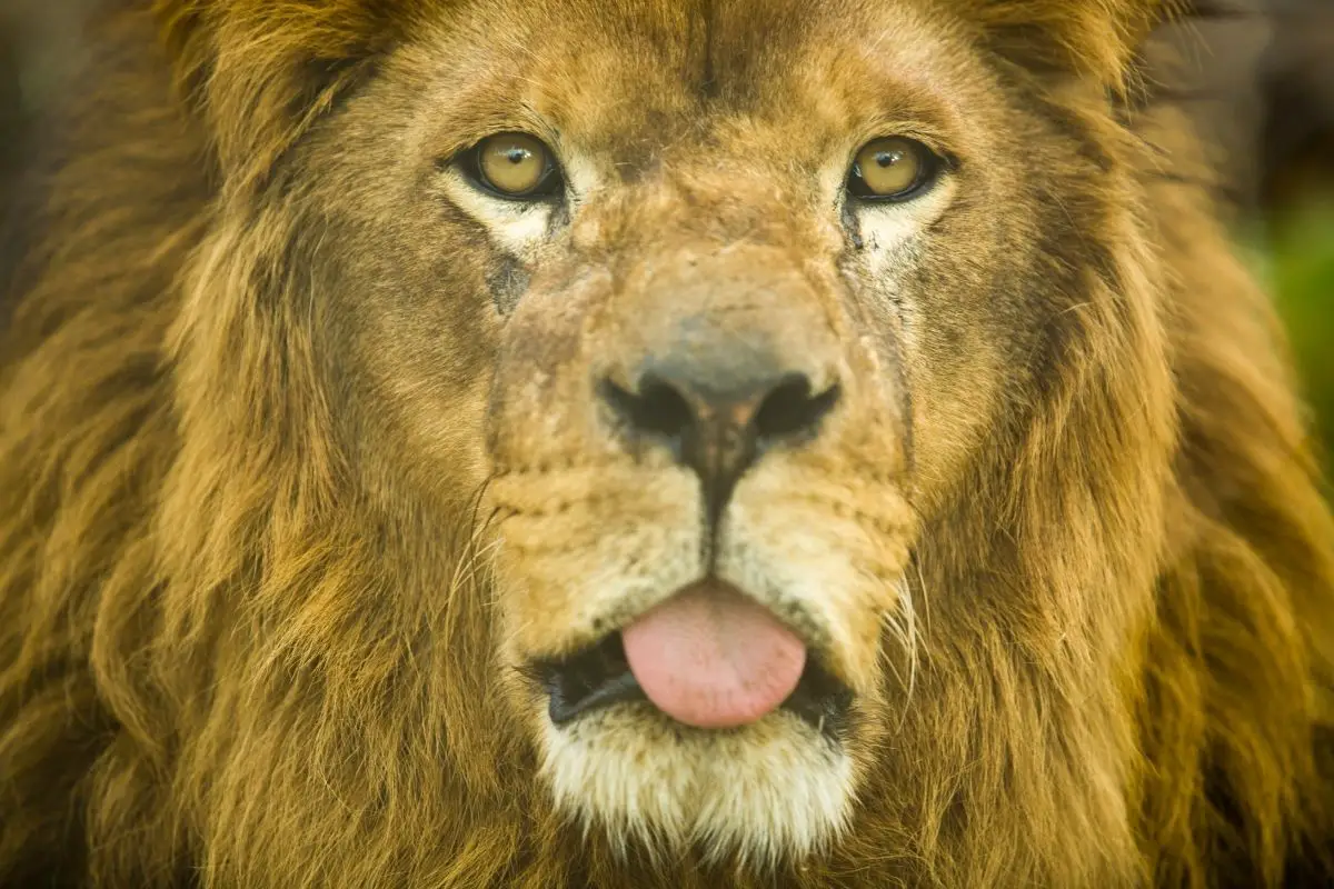 Why Do Lions Have A Rough Tongue (Very Interesting)
