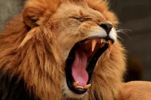 Read more about the article Why Do Lions Have Manes: What You Need To Know?