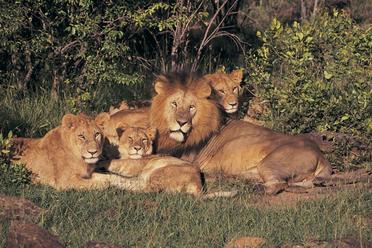 Why Do Lions Have Manes: What You Need To Know? - Tiger Tribe