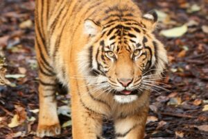 Read more about the article Why Do Tigers Chuff? (Do They Speak)