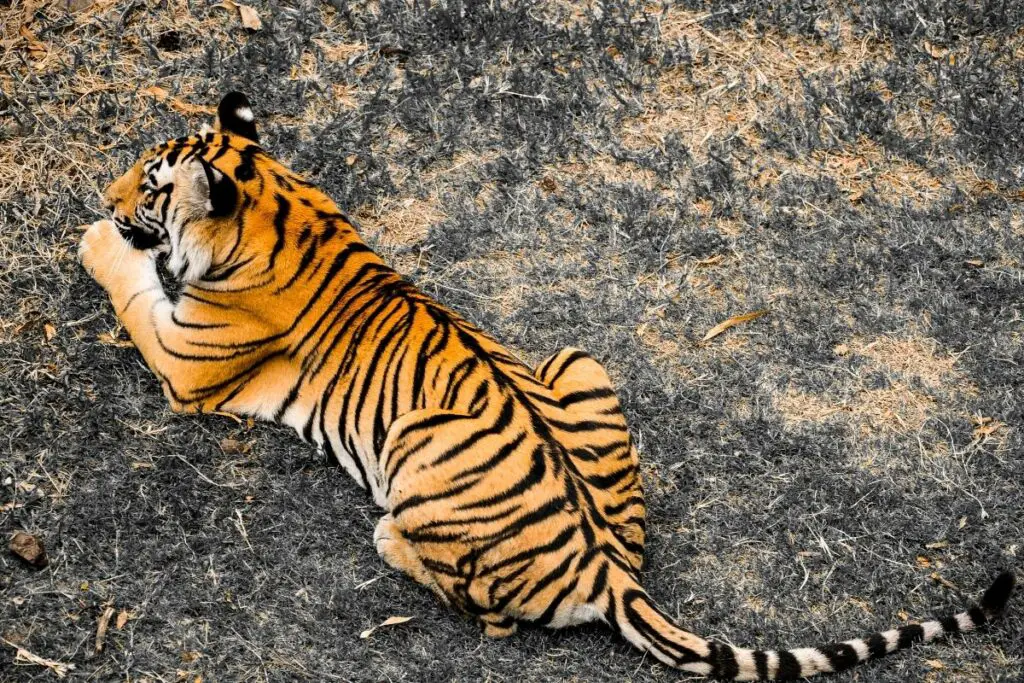 Why Do Tigers Have Stripes (Interesting Answer) Tiger Tribe