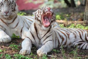 Read more about the article Why Do Tigers Roar (Tiger Communication)