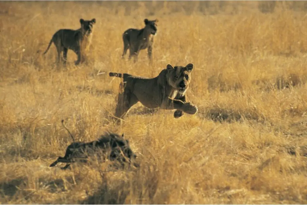 Do Lions Eat Warthogs? (The Answer May Surprise You) - Tiger Tribe