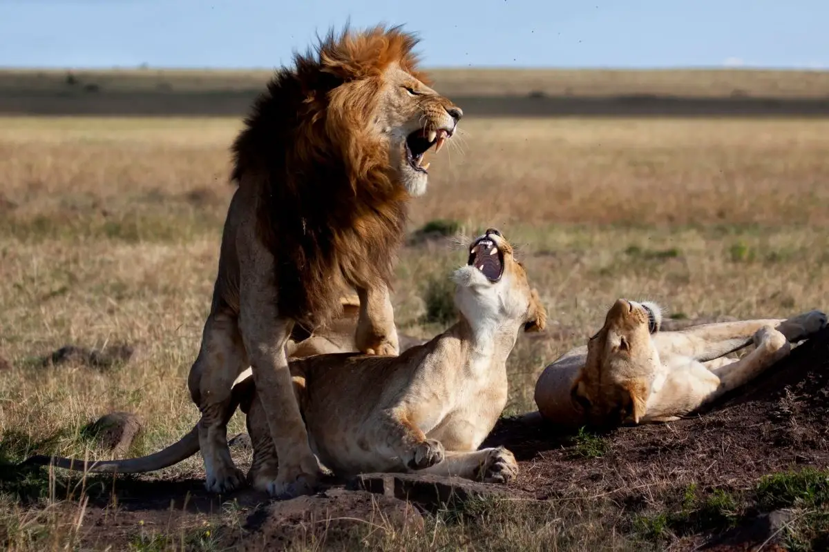 Will A Male Lion Mate With His Female Relatives?