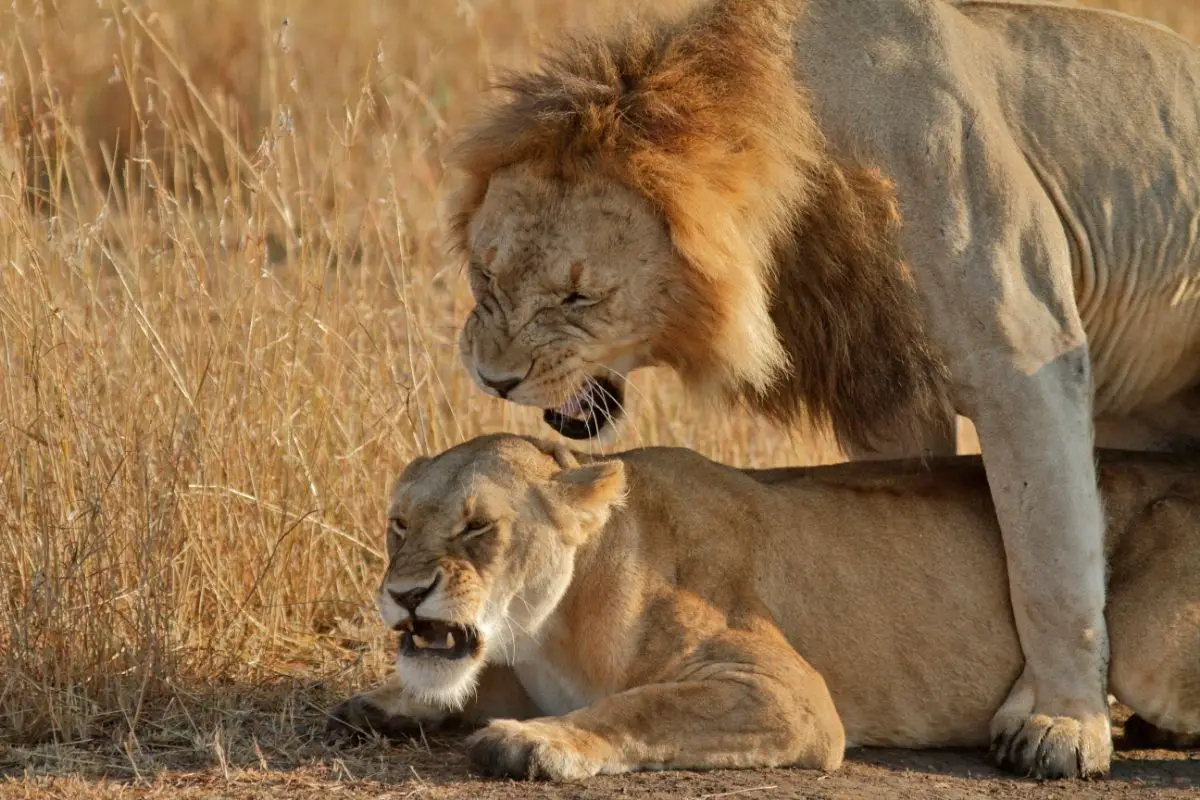 male and female lions mating