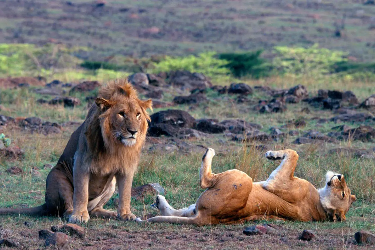How Do Lions Choose Mates?