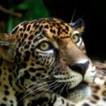 Jaguar, Leopard & Cheetah: Differences