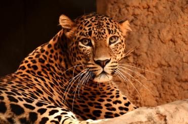 Jaguar, Leopard & Cheetah: Differences - Tiger Tribe