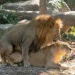 Lion Sex Life & Reproduction: What You Need To Know