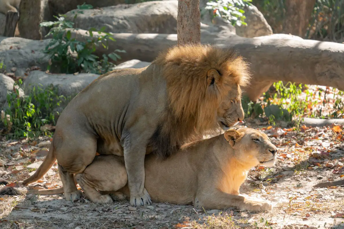 Lion Sex Life & Reproduction: What You Need To Know