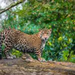 Jaguar, Leopard & Cheetah: Differences