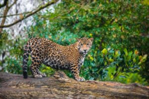 Read more about the article Jaguar, Leopard & Cheetah: Differences