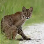 Bobcat Hunting with Hounds: Everything You Need to Know