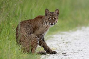 Read more about the article Bobcat Hunting with Hounds: Everything You Need to Know