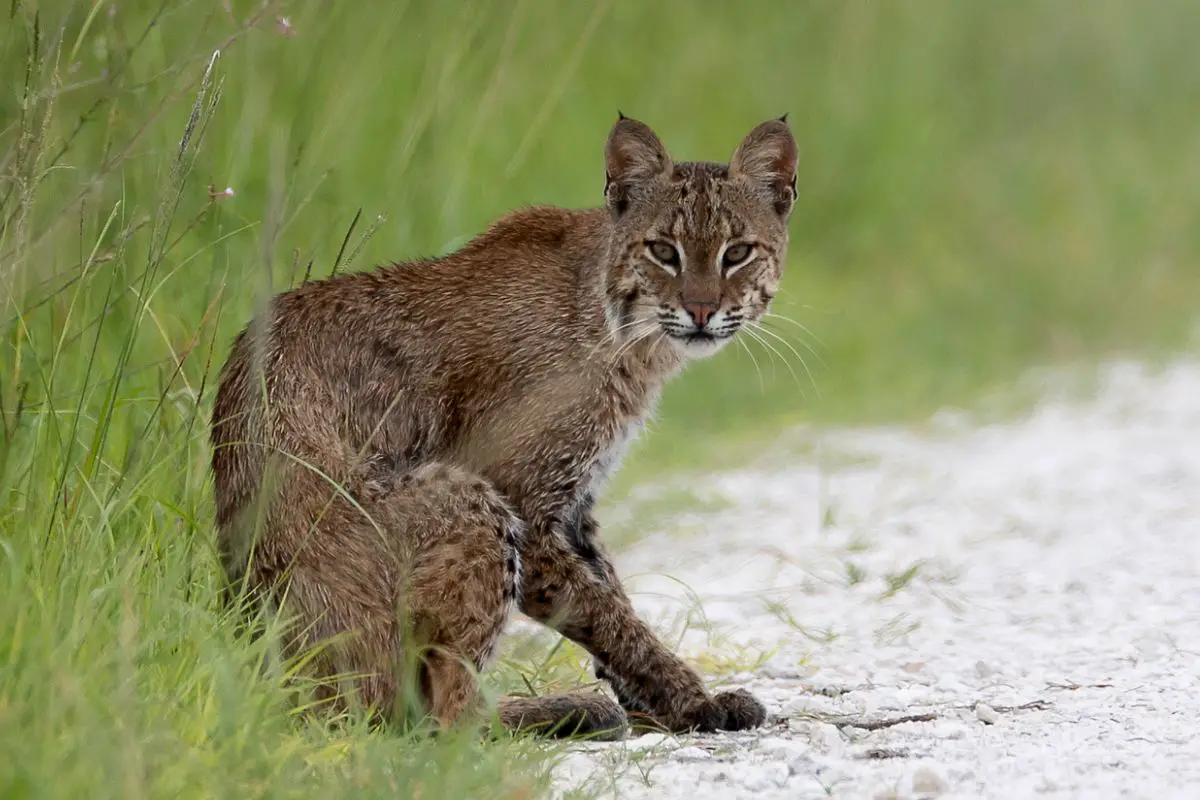 Are Bobcats Dangerous