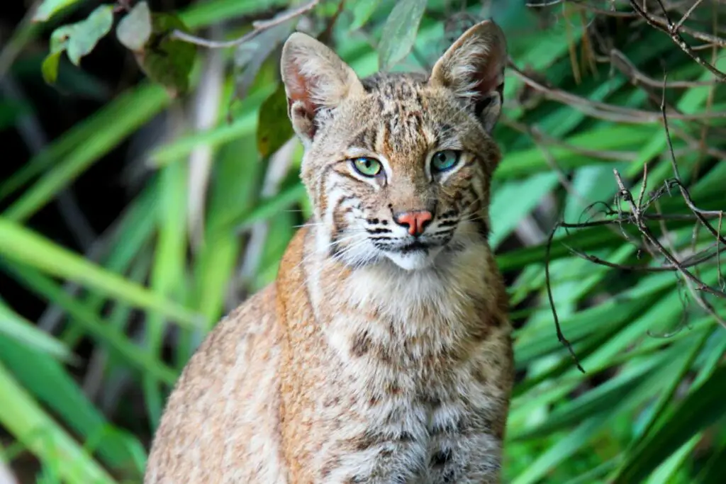 Are Bobcats Dangerous? - Tiger Tribe