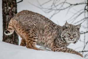Read more about the article Are Bobcats Dangerous?