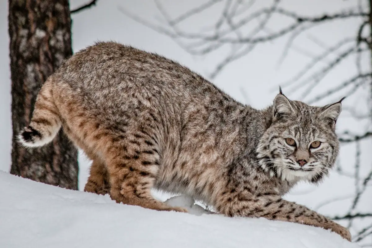 Are Bobcats Dangerous