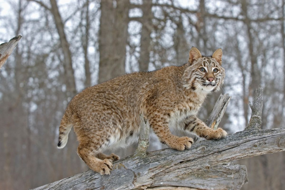 Bobcat