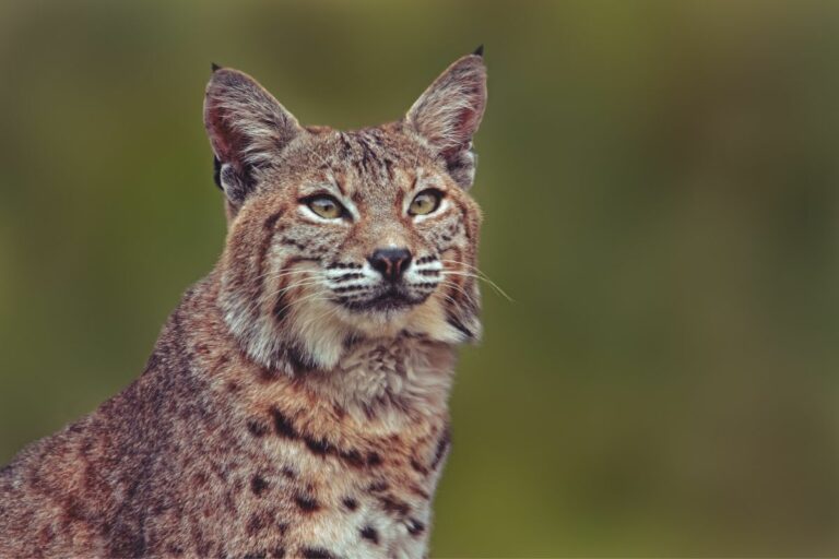 Mountain Lion Vs Bobcat The Main Differences Tiger Tribe   Bobcat 10 768x512 