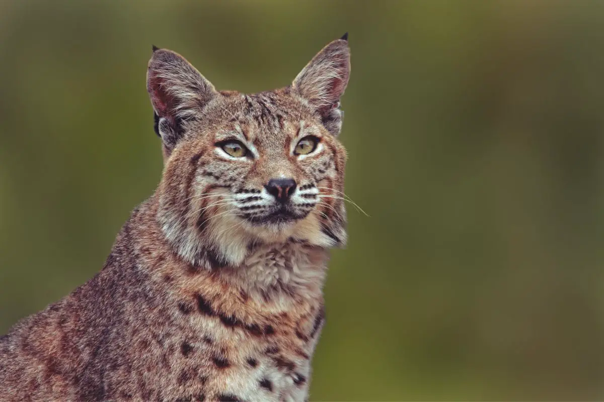 Bobcat