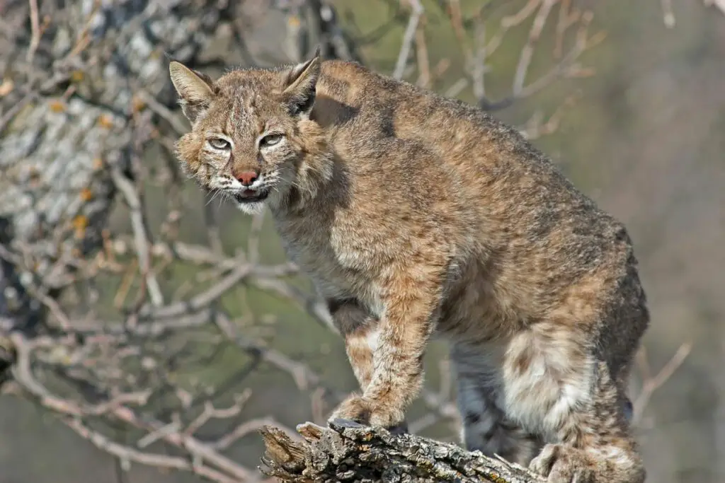 Mountain Lion Vs Bobcat The Main Differences Tiger Tribe   Bobcat 11 1024x683 