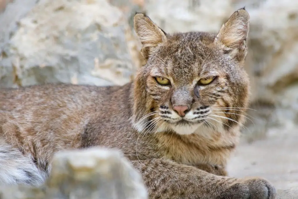 Bobcat