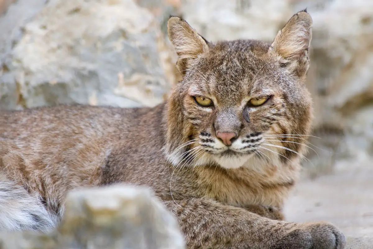 Bobcat Vs Lynx: The Main Differences, Simplified - Tiger Tribe